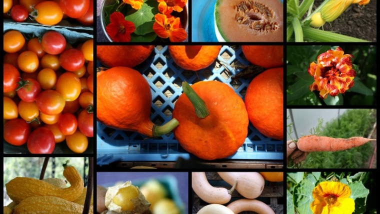 orange color food