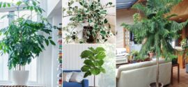 List of Top 10 Tall Indoor Plants To Decorate Your Home￼